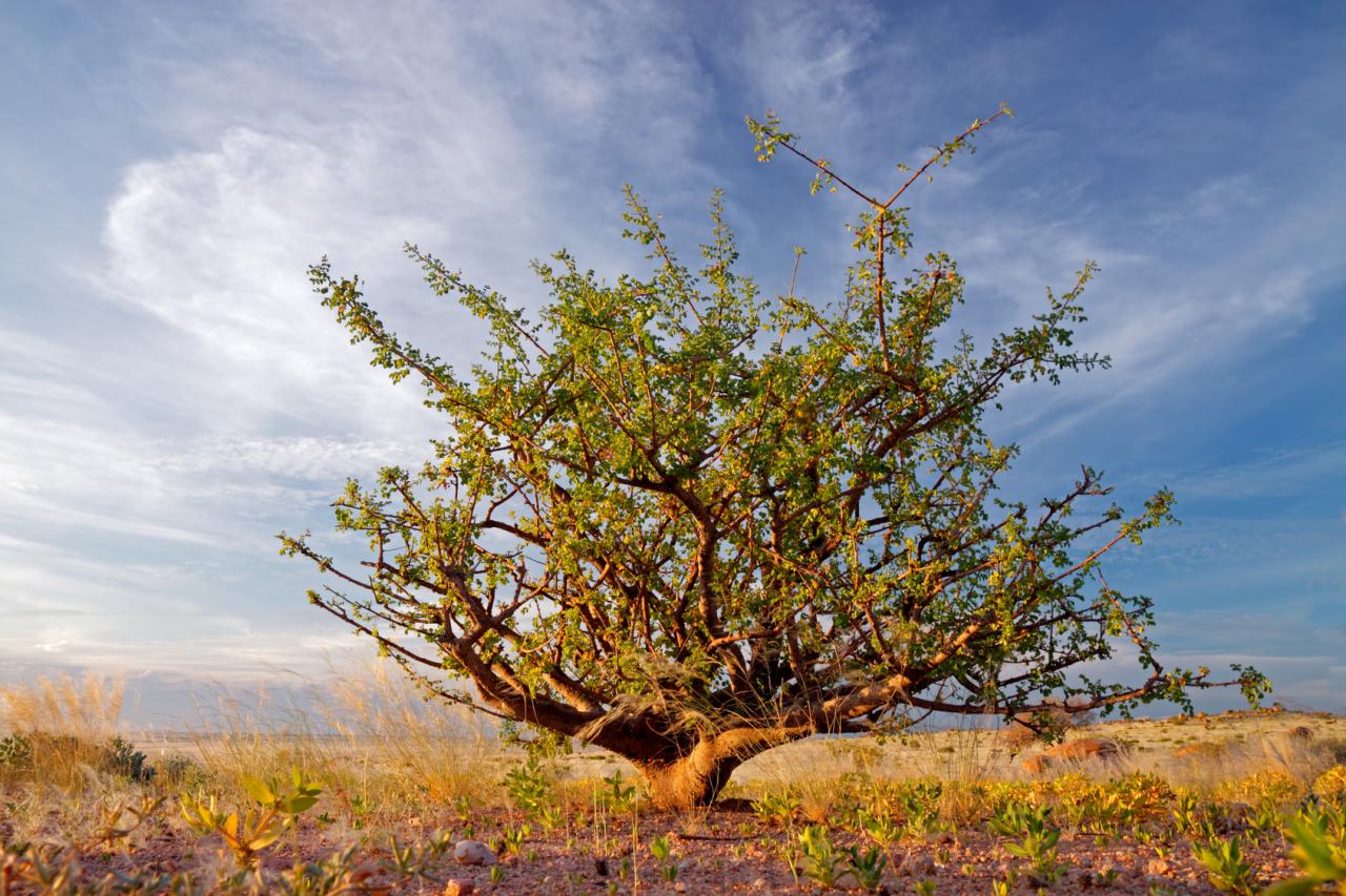 Myrrhe Phytokompass Die Experten für Naturmedizin