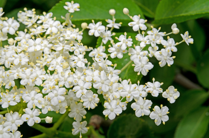 Holunder - Phytokompass - Die Experten für Naturmedizin