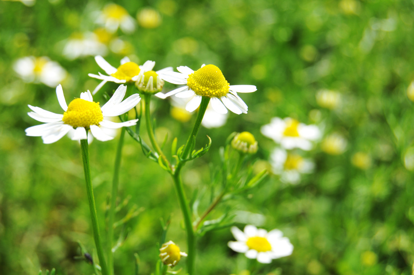 Kamille Plants - Bloemen