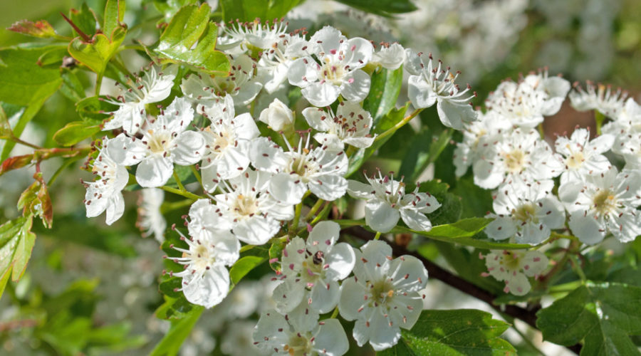 Weißdorn - Crataegus - Phytokompass - Die Experten für Naturmedizin