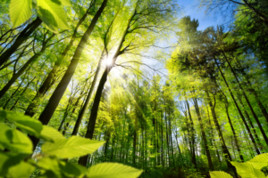 Naturräumen, wie beispielsweise Waldlandschaften, wird schon seit langem ein entspannender und erholsamer Einfluss auf das psychische und physische Befinden beigemessen. Bildnachweis: AdobeStock_344511538_Smileus