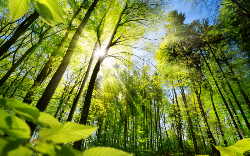 Naturräumen, wie beispielsweise Waldlandschaften, wird schon seit langem ein entspannender und erholsamer Einfluss auf das psychische und physische Befinden beigemessen. Bildnachweis: AdobeStock_344511538_Smileus